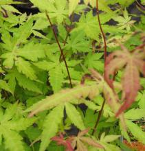 Acer palm. 'Orange Dream'