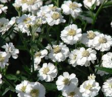 Achillea ptarm. 'The Pearl'