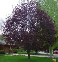 Acer plat. 'Royal Red'