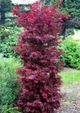 Acer palm. 'Red Sentinel'