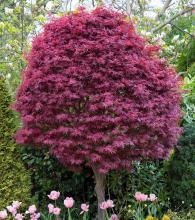 Acer palm. 'Skeeters Broom'