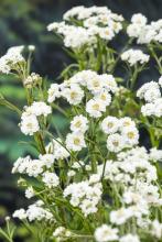 Achillea ptarmica