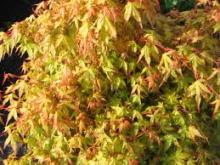 Acer palm. 'Ueno-yama'