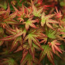 Acer palm. 'Wilson's Pink Dwarf'