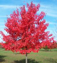 Acer rubrum 'Oktober Glory'