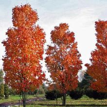 Acer rubrum 'Scanlon'