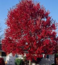 Acer rubrum 'Summer Red'