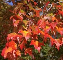 Acer rubrum