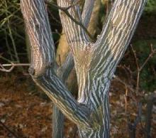 Acer rufinerve