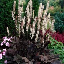 Actaea simpl. 'Brunette'