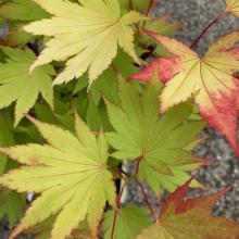 Acer shirasaw. 'Jordan'