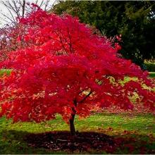 Acer tataricum ginnala
