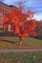 Acer triflorum