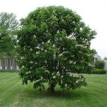 Aesculus hipp. 'Baumannii' Aesculus hipp. 'Baumannii'