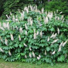 Aesculus parviflora 