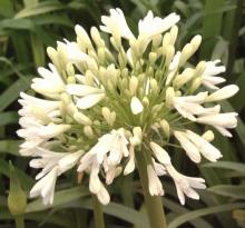 Agapanthus afr. 'Albus'