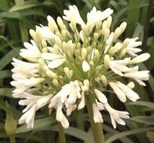 Agapanthus 'Albus'