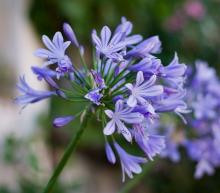 Agapanthus africanus