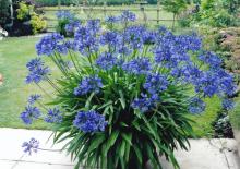 Agapanthus a. 'Stephanie Beauty'®