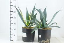 Agave americana SOORTEN