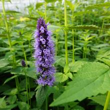 Agastache 'Black Adder'