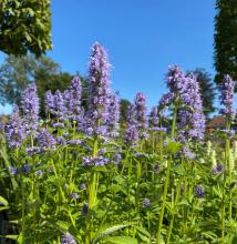 Agastache 'Blue Fortune'