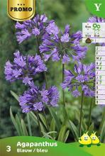 Agapanthus blauw