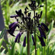 Agapanthus 'Black Magic'