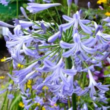 Agapanthus 'Blue Umbrella'