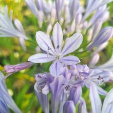 Agapanthus 'Crystal blue'