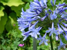 Agapanthus 'Dr. Brouwer'