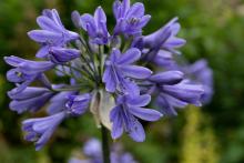 Agapanthus 'Ever Sapphire'