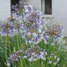 Agapanthus 'Fireworks'