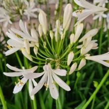 Agapanthus 'Henry's White'