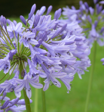 Agapanthus 'Peter Pan'