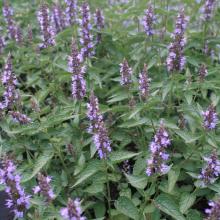 Agastache rug. 'Little Adder'