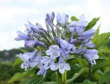 Agapanthus  'Silberpfeil'