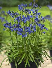 Agapanthus 'Summer Love Blue'