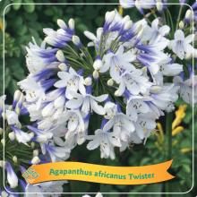 Agapanthus 'Twister'