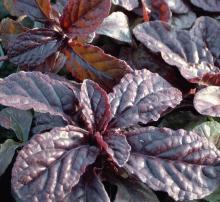 Ajuga reptans 'Atropurpurea'