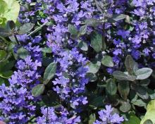 Ajuga r. 'Chocolate Chips'