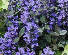 Ajuga reptans 'Chocolate Chips'