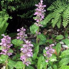 Ajuga reptans 'Rosea'