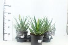 Aloe arborescens