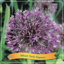 Allium 'Early Emperor'