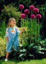 Allium 'Giganteum'