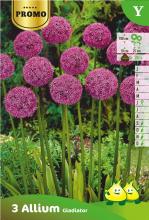 Allium 'Gladiator'