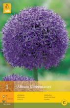 Allium 'Globemaster'®