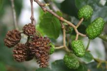 Alnus glutinosa Alnus glutinosa