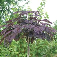 Albizia julibrissin 'Evey's Pride' Albizia julibrissin 'Evey's Pride'